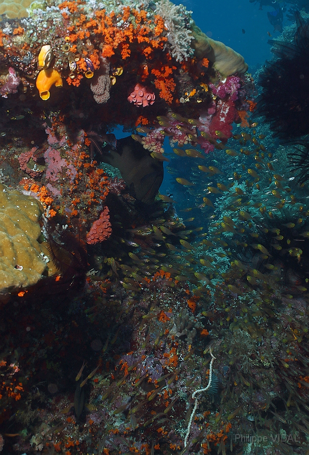 Raja Ampat 2016 - Corail - IMG_4915_rc.jpg